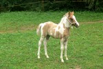 SURRI